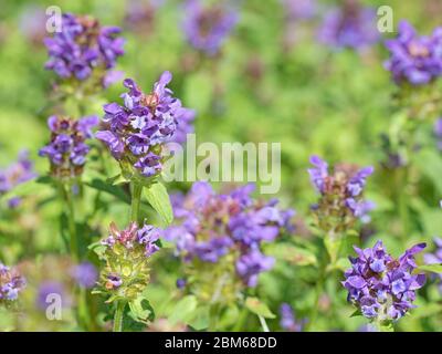 Günsel, Ajuga reptans, sur la prairie Banque D'Images