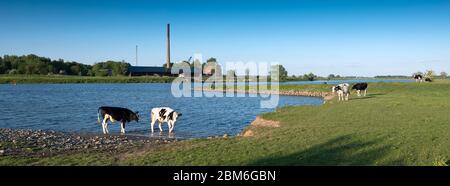 Un troupeau de bovins traversant une rivière à côté d'un plan d'eau Banque D'Images