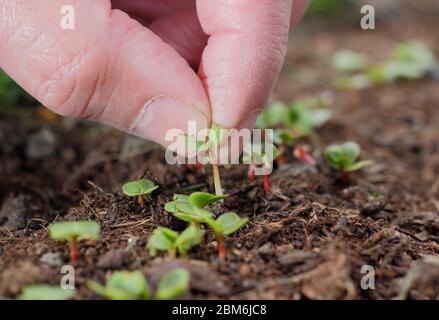 Raphanus sativus, radis du « petit déjeuner français ». Éclaircie les semis de radis dans un tracé de légumes pour assurer un espacement correct. Banque D'Images