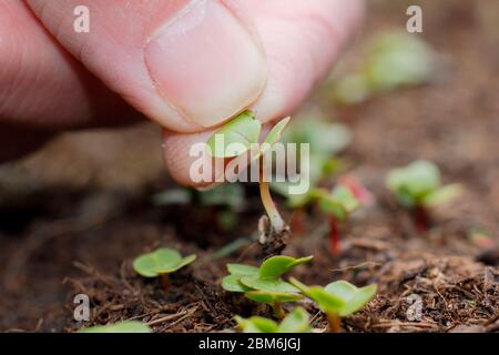 Raphanus sativus, radis du « petit déjeuner français ». Éclaircie les semis de radis dans un tracé de légumes pour assurer un espacement correct. Banque D'Images