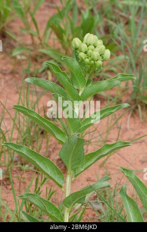 L'asclépiade (Asclepias viridis, vert Banque D'Images