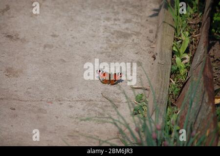 grand beau papillon brun se trouve le trottoir Banque D'Images
