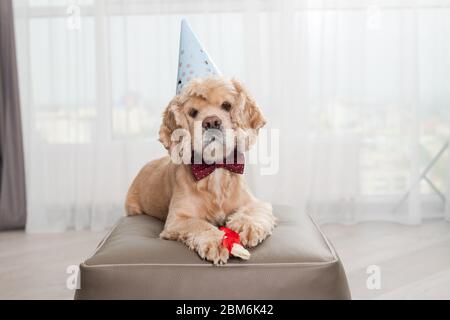 Portrait d'un adorable chien d'anniversaire avec os Banque D'Images