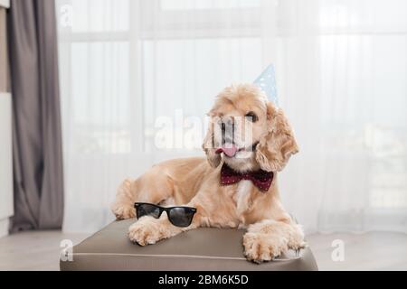 Un adorable petit faniel dans un chapeau de fête à l'intérieur Banque D'Images