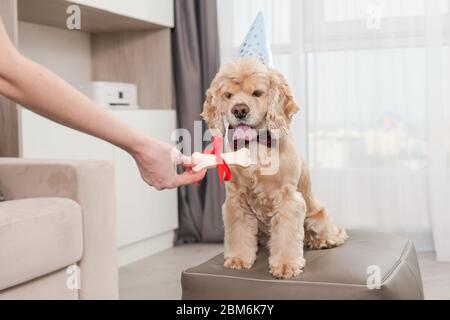 Joli chien en cône chapeau de fête et noeud rouge noeud tenir dans les dents présent - os à mâcher avec ruban rouge, animal d'anniversaire, célébration de la maison Banque D'Images