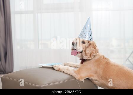 Portrait d'un animal de compagnie joyeux de l'épagneul cocker avec une langue qui colle, portez un chapeau de fête, posez sur un pouf avec une assiette en papier vide, attendez-vous à recevoir des aliments surprise à Banque D'Images