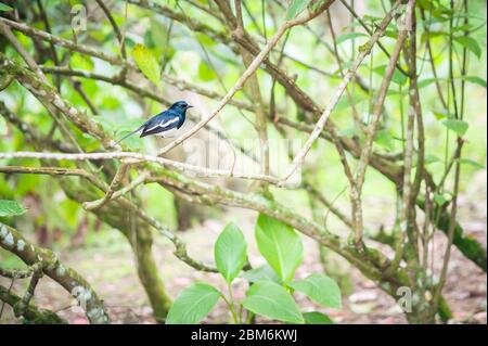 Magpie-robin oriental (Copsyrus saularis) dans une brousse, Singapour Banque D'Images