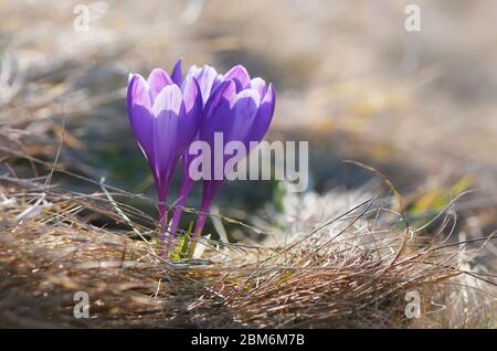 Fleurs de crocus de printemps dans l'herbe sur le pré Banque D'Images