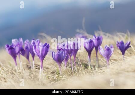 Fleurs de crocodiles de printemps sur un pré ensoleillé dans les montagnes Banque D'Images