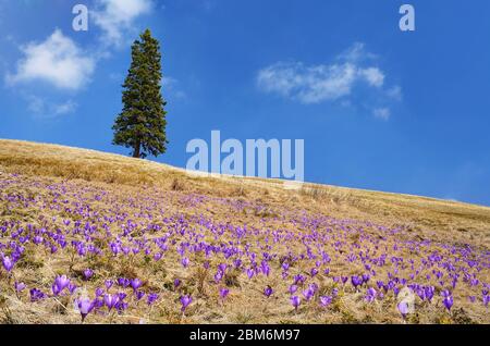 Prairie en fleurs. Le premier crocus de printemps fleurs et arbre solitaire Banque D'Images