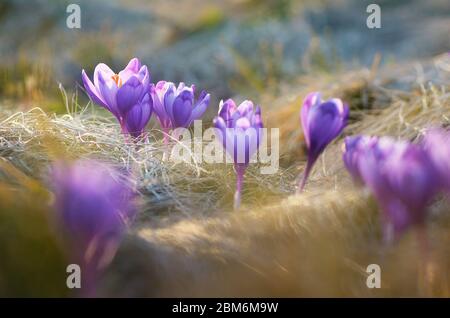 Fleurs printanières dans l'herbe sur un pré ensoleillé Banque D'Images