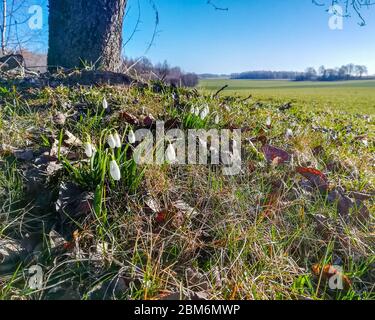 Vue vintage sur les chutes de neige dans la campagne rurale maison pendant le soleil le jour du printemps, à côté d'un tronc d'pommier Banque D'Images