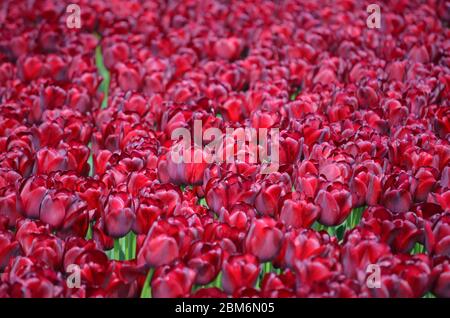 Magnifique champ de tulipes de velours violet Oude Sluis aux pays-Bas Banque D'Images