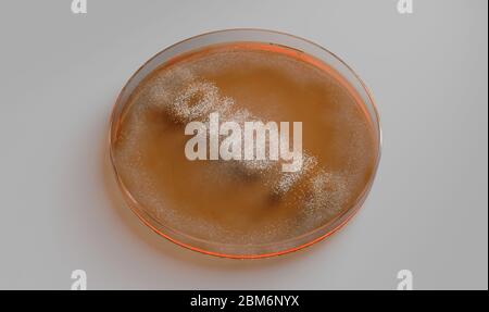 Un concept montrant les champignons qui poussent dans un milieu orange dans une boîte de Petri en épelant le mot Covid-19 - rendu 3D Banque D'Images