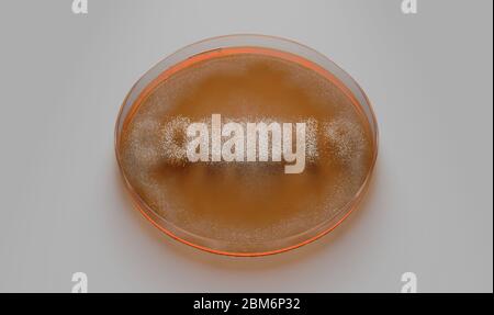 Un concept montrant les champignons qui poussent dans un milieu orange dans une boîte de Petri en épelant le mot Covid-19 - rendu 3D Banque D'Images