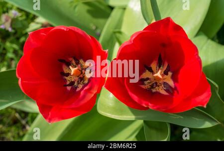 Tulipe du jardin rouge (Tulipa gesneriana) vue d'en haut Banque D'Images