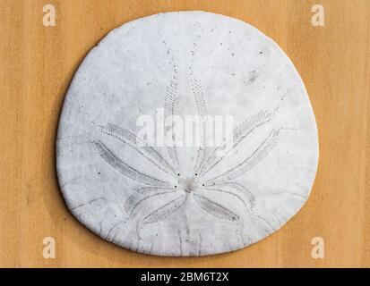Dollar de sable également connu comme cookie de mer, biscuit de vivaneau ou coquille de pansy sur un fond en bois dans la lumière du soleil lumineuse montrant la belle texture et natur Banque D'Images