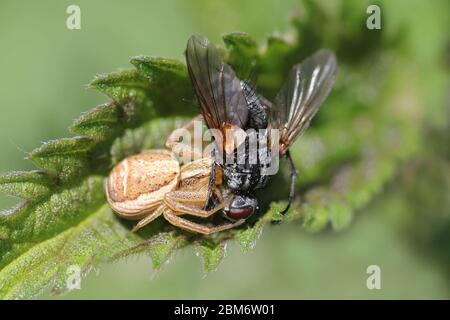 Araignée de crabe Xysticus ulmi avec proie - mouche Muscidae sp. Banque D'Images