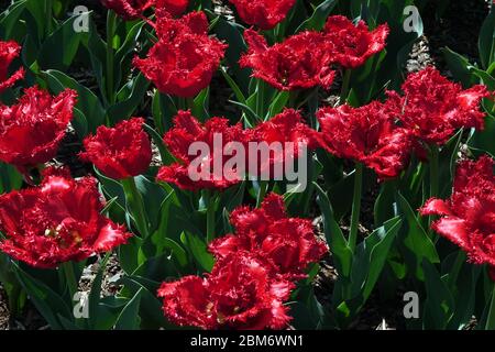 Tulipes rouges « Barbade » à franges Banque D'Images