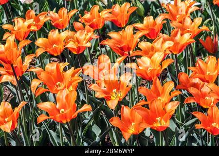 Tulipe à fleurs Lily tulipes orange Tulipa 'Ballerina' Banque D'Images