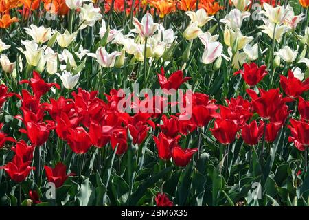 Tulipes colorées jardin fleur lit rouge blanc Tulipa 'Moneymaker' et 'Holland chic' Banque D'Images