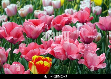 Tulipes colorées jardin fleur lit tulipes roses Banque D'Images