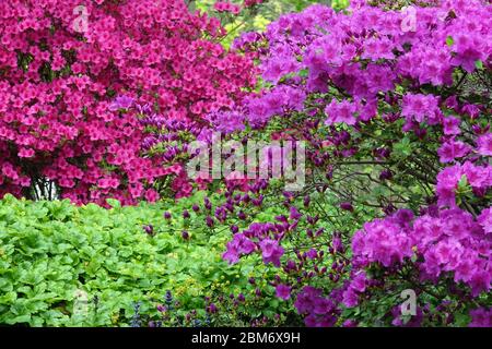Obtusum de Rhododendron violet Banque D'Images