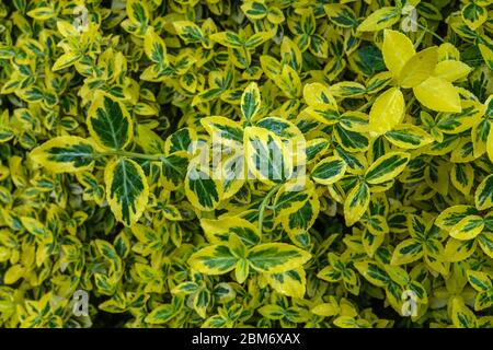 Euonymus fortunei « Emerald Gold » Banque D'Images