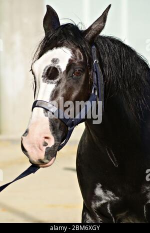 Portrait facial d'un cheval de criollo noir avec une marque blanche et la marque d'un gène de contrôleur Banque D'Images