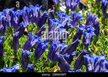 Gentiana acaulis Bleu clair Gentian Banque D'Images