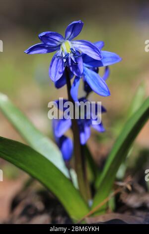 photo macro de fleurs sauvages de printemps en forêt Banque D'Images