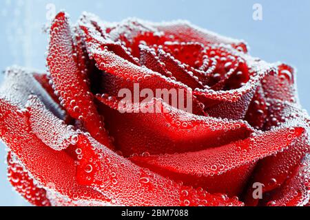 Rose rouge avec gouttes de rosée sur fond bleu. Préparation de cartes postales Banque D'Images