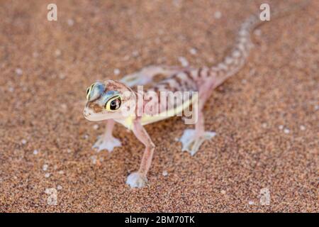 Gecko (Palmatogecko rangei). Animaux nocturnes qui vivent principalement nichés dans des terriers profonds Banque D'Images