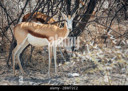 Antidorcas marsupialis Springbok photographié dans le parc national d'Etosha, Namibie Banque D'Images