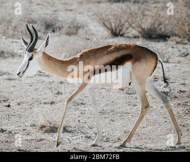 Springbok Antidorcas marsupialis marchant sur un sol pierreux. Photographié dans le parc national d'Etosha, Namibie Banque D'Images