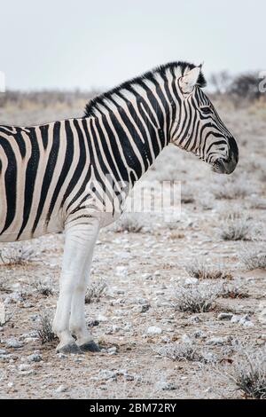 Gros plan d'un zèbre solitaire debout sur un groun sec parché dans le parc national d'Etosha, Namibie. Banque D'Images