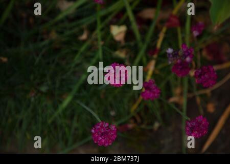 Fleurs violettes de l'Armeria maritima indigène vue dans un jardin à Londres en mai. Banque D'Images