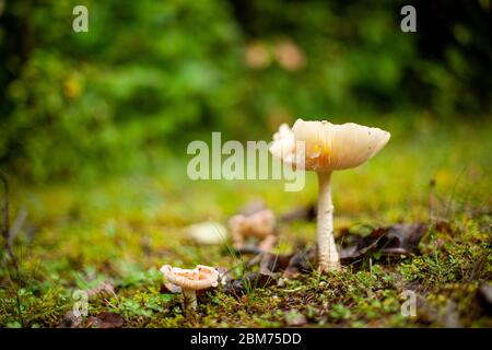 Dans la forêt de champignons sauvages Banque D'Images