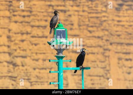 West Bay, Dorset, Royaume-Uni. 7 mai 2020. Météo Royaume-Uni. Deux cormorans assis sur un phare portuaire à la station balnéaire de West Bay à Dorset, profitant du soleil chaud pendant le confinement en cas de pandémie du coronavirus. Crédit photo : Graham Hunt/Alay Live News Banque D'Images