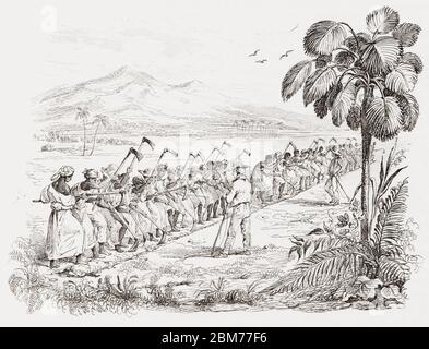 Une bande d'esclaves travaillant sur une plantation gardée par des surveillants en Martinique vers 1826. D'après une gravure dans le livre voyage pittoresque dans les deux Amèriques d'Alcide Dessalines d'Orbigny, paru à Paris en 1836. Banque D'Images