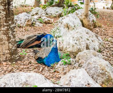 Un beau paon bleu assis sur des rochers Banque D'Images
