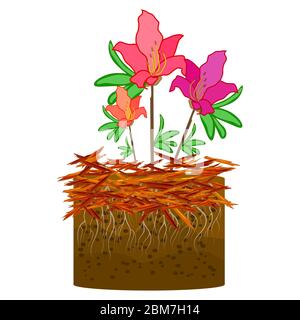 Paillis jardinage concept avec azalea, paillis isolé sur fond blanc. Agriculture campagne travail saisonnier en extérieur. Paillage de plantes.vecteur de stock Illustration de Vecteur