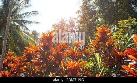 Croton, Laurel Variegated, gros plan de la feuille de Croton, plante en thaïlande, feuilles de Croton sous le soleil et ciel lumineux. Coloré feuilles de Croton arrière-plan Banque D'Images