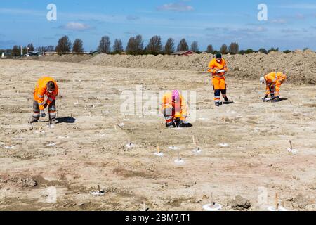 RODBY, DANEMARK - 06 MAI 2020 : L'archéologue danois du Musée Lolland-Falster travaille à la fosse d'excavation de 1 km de long et de 15 m de large qui a révélé une ceinture de défense de l'âge de fer de 2.000 ans au site de construction du tunnel de Fehmernbelt, dans le sud-est du Danemark, sur le littoral de la mer Baltique. La ligne de défense se compose de quelque 5.000 trous, probablement avec des pics de chêne pointus cachés ainsi une force d'invasion venant de la mer, peut-être de l'Allemagne du Nord, serait blessé par des pointes pénétrant leurs pieds, ou les chevaux plongeraient au sol. La fosse d'excavation devrait être longue Banque D'Images