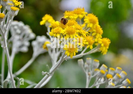 Ragwort d'argent, Jacobaea maritima feuilles d'argent moelleuses et fleur d'une plante ornementale d'Othonna. Le deuxième nom est Senecio cineraria. Abeille sur un Banque D'Images