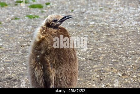 Portrait d'un Chick de KingPenguin, à Volunteer point, près de Port Stanley, îles Falkland. Ces poussins moelleux sont presque de la même taille qu'un adulte. Banque D'Images