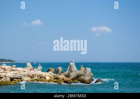 Mouette perchée sur les brise-lames, oiseau sur une falaise dans la mer, plein air, ciel bleu et mer, l'été Banque D'Images