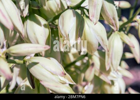 Soaptree Yucca, Yucca elata se blotte dans le sud-ouest américain. Banque D'Images