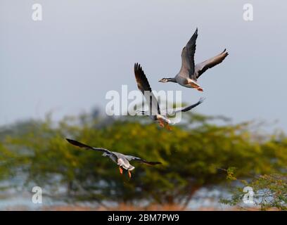 L'oie à tête de bar, UN régal visuel, UN oiseau emblématique fascinant qui continue à rouler dans leurs habitats naturels !! Banque D'Images