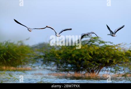 L'oie à tête de bar, UN régal visuel, UN oiseau emblématique fascinant qui continue à rouler dans leurs habitats naturels !! Banque D'Images